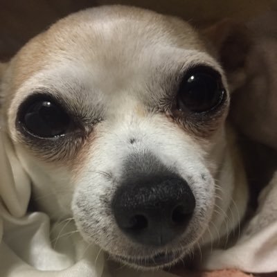 Profile Picture of Evan_McCall_ (@pl0gz) on Twitter