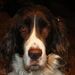 Profile Picture of Lori Keener (@lkeener) on Pinterest