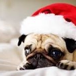 Profile Picture of linnea.paulsen stokke (@linea.stokke) on Instagram