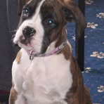 Profile Picture of Roxy Harkcom (@roxy.harkcom) on Facebook