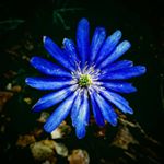 Profile Picture of eva joyce 🐝🌻🌞🌵 (@evajoyce5) on Instagram