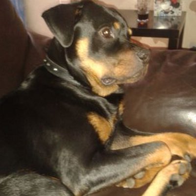 Profile Picture of Libby Wheeler (@libbyw0098) on Twitter