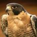 Profile Picture of Gerakas Gerakakis (@gerakas.gerakakis) on Facebook
