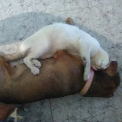 Profile Picture of Danilo Flores (@nilo1966) on Twitter