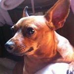 Profile Picture of Janet Ruble (@rublejanet) on Instagram