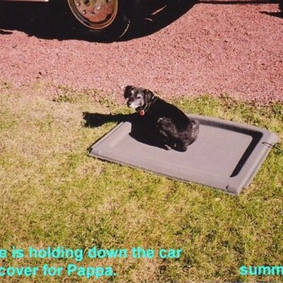 Profile Picture of Phyllis Murray (@RovinNBers) on Twitter