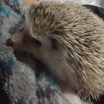 Neville - Instagram Profile Picture of Neville (@hedgehogneville) on Instagram