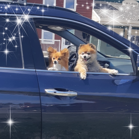 Profile Picture of Diane Mulgrew (@dianemulgrew) on Poshmark