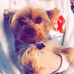 Profile Picture of Baxter Hill (@baxter_hill_101) on Instagram