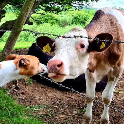 Profile Picture of Stuart J Boyce (@boyceyboyce) on Twitter