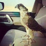 Profile Picture of mohamed m aljahmi (@mohamedmaljahmi) on Instagram