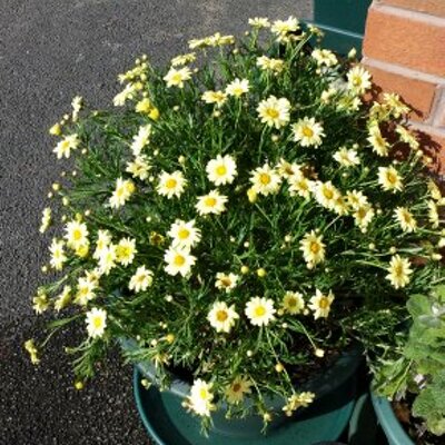 Profile Picture of LizaDan (@LizaDan) on Twitter