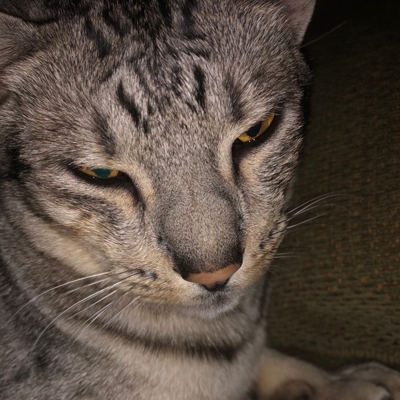 Profile Picture of Stella Harper (@chaco12) on Poshmark