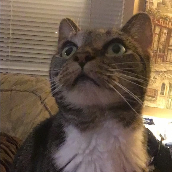 Profile Picture of Joy Mazzanti (@joyisfull) on Poshmark