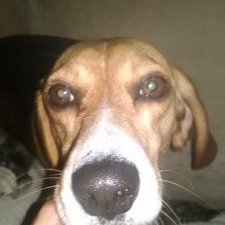 Profile Picture of Susan Hinds (@My5dogs88) on Twitter