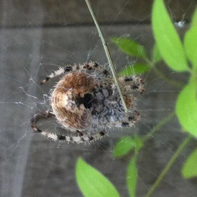 Profile Picture of Jacob Crider (@MrDarkAvacado) on Twitter