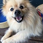 Profile Picture of Wilbur Wilford-Davis (@weewilbobaggins) on Instagram