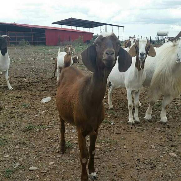 Profile Picture of Briana Navarrete (@navarreteb) on Poshmark