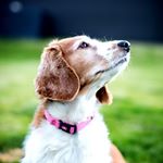 Profile Picture of Sandy, Welsh Springer Spaniel (@sandythewelshie) on Instagram