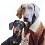 Profile Picture of Pó D'Arroz•Broa de Mel•Lurdes (@podarroz_weimaraner) on Instagram