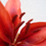 Profile Picture of Noor Alqudah (@noor al-qudah) on Flickr