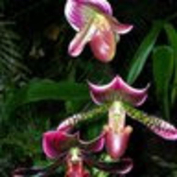 Profile Picture of Emma Stoneking (@dancequeen52) on Poshmark