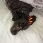 Profile Picture of Tirzah Hebert (@thesquaredude) on Instagram
