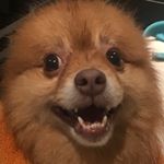 Profile Picture of TysonFox (@tysonfoxpomeranian) on Instagram