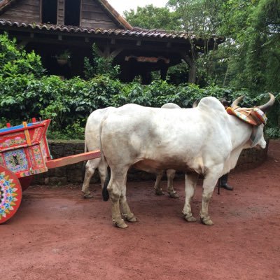 Profile Picture of Kelvin Collado (@Kelvin_Collado) on Twitter