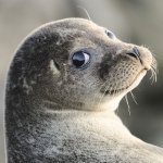 Profile Picture of Harry Linden (@carlharrybow) on Instagram