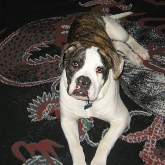 Profile Picture of Ace Rechnitzer (@drechnitzer) on Poshmark