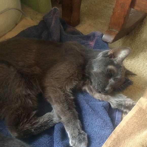 Jeremy Makeever - Poshmark Profile Picture of Jeremy Makeever (@road_dawgg) on Poshmark