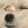 Profile Picture of Jasmine Cantu🐶🧋 (@@jasmine_cantu_13) on Tiktok