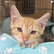 Profile Picture of Bee Xiong (@beexiong8412) on Youtube