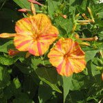 Profile Picture of Lorraine Comery (@lcomery) on Instagram