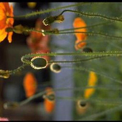 Profile Picture of Abigail Witherspoon (@FinleyJeffrey) on Twitter