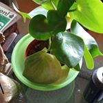 Profile Picture of Miriam Hamerlinck (@miriam.hamerlinck.75) on Instagram