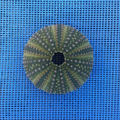 Profile Picture of Sauco (@@Sauco8) on Twitter