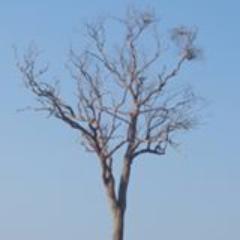 Profile Picture of Hugo Lazo V (@huglasperu) on Twitter