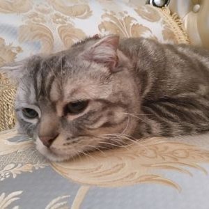 Profile Picture of YICHEN WU (@YichenWu) on Twitter