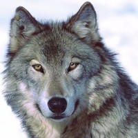 Profile Picture of Storm Wolf (@storm-wolf-4) on Quora