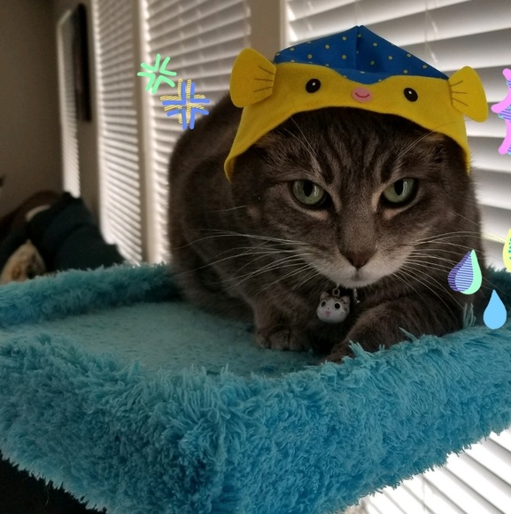 Profile Picture of Polly Cat lover (@pollyplushies) on Poshmark