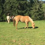 Profile Picture of Isabelle Hefley (@isabelle_hefley) on Instagram