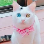 Profile Picture of Ghaiath Alkeswani (@ghaiath.alkeswani) on Facebook