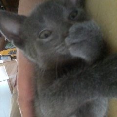 Profile Picture of Lisa Gretzinger (@LisaGretzinger) on Twitter