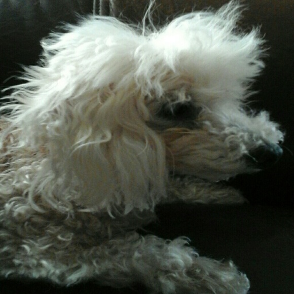 Profile Picture of Chris Saenz (@saenzclan) on Poshmark