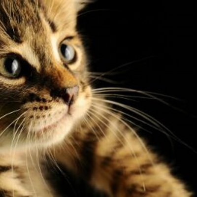 Profile Picture of Dee Bradshaw (@bradshaw_dee) on Twitter