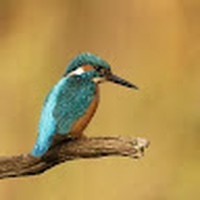 Profile Picture of Noel Jennings (@noel-jennings-12) on Quora