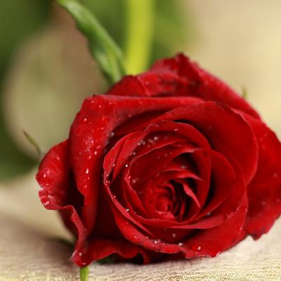 Profile Picture of Phillip Yu (@yuphilip288) on Twitter