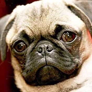 Profile Picture of Quinton Campbell (@mr_pug5555) on Tiktok